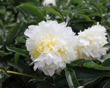 Pivoňka bělokvětá 'Cheddar Cheese'