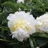 Paeonia lactiflora 'Cheddar Cheese'.JPG