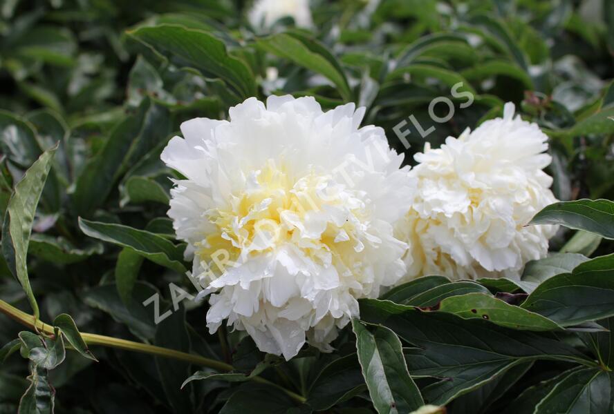 Pivoňka bělokvětá 'Cheddar Cheese' - Paeonia lactiflora 'Cheddar Cheese'