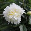 Pivoňka bělokvětá 'Cheddar Cheese' - Paeonia lactiflora 'Cheddar Cheese'