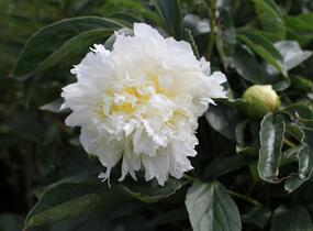 Pivoňka bělokvětá 'Cheddar Cheese' - Paeonia lactiflora 'Cheddar Cheese'