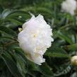 Pivoňka bělokvětá 'Cheddar Cheese' - Paeonia lactiflora 'Cheddar Cheese'