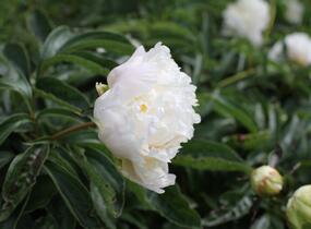 Pivoňka bělokvětá 'Cheddar Cheese' - Paeonia lactiflora 'Cheddar Cheese'