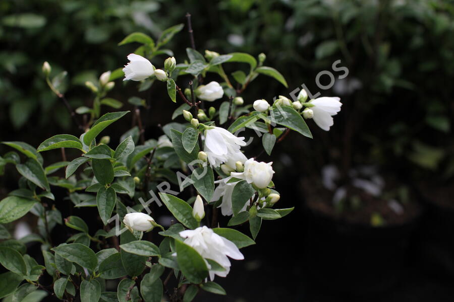 Pustoryl 'Snowbelle' - Philadelphus 'Snowbelle'