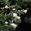 Pustoryl 'Snowbelle' - Philadelphus 'Snowbelle'
