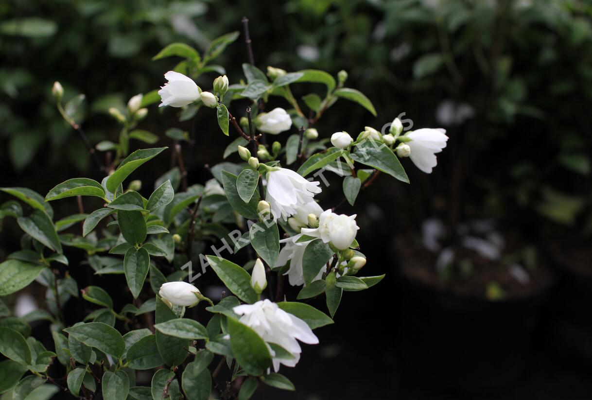 Pustoryl 'Snowbelle' - Philadelphus 'Snowbelle'