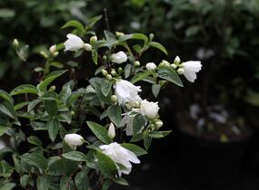 Pustoryl 'Snowbelle' - Philadelphus 'Snowbelle'