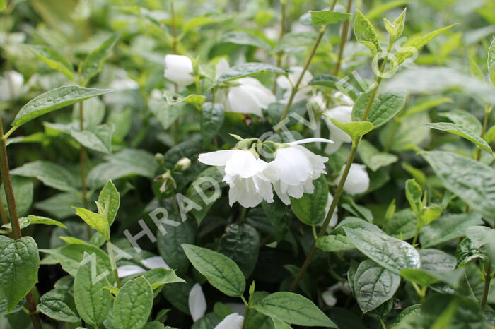Pustoryl 'Snowbelle' - Philadelphus 'Snowbelle'
