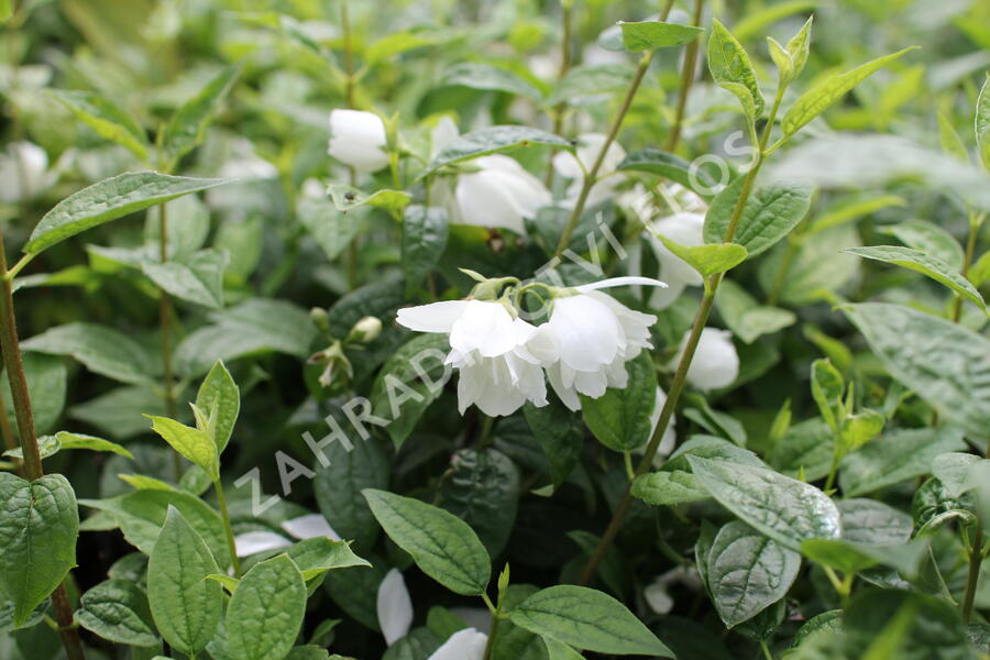 Pustoryl 'Snowbelle' - Philadelphus 'Snowbelle'
