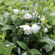 Pustoryl 'Snowbelle' - Philadelphus 'Snowbelle'