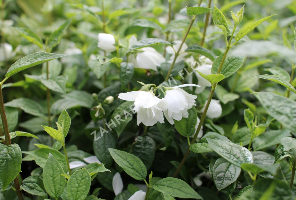 Pustoryl 'Snowbelle' - Philadelphus 'Snowbelle'