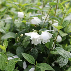Pustoryl 'Snowbelle' - Philadelphus 'Snowbelle'