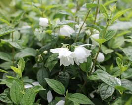 Pustoryl 'Snowbelle'