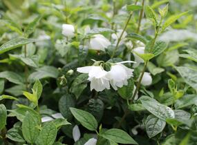 Pustoryl 'Snowbelle' - Philadelphus 'Snowbelle'