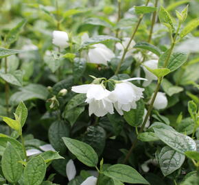 Pustoryl 'Snowbelle' - Philadelphus 'Snowbelle'