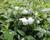 Pustoryl 'Snowbelle'