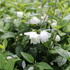 Philadelphus 'Snowbelle'.JPG