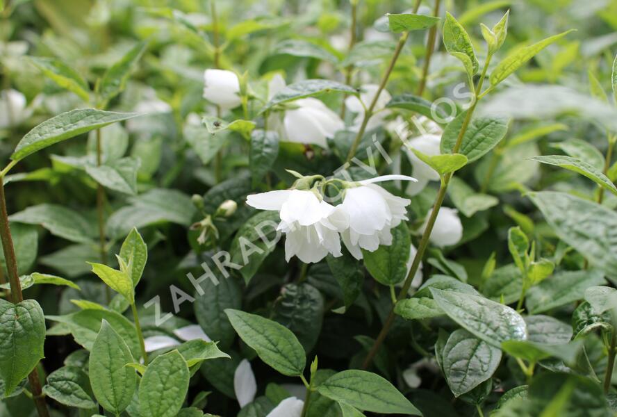 Pustoryl 'Snowbelle' - Philadelphus 'Snowbelle'
