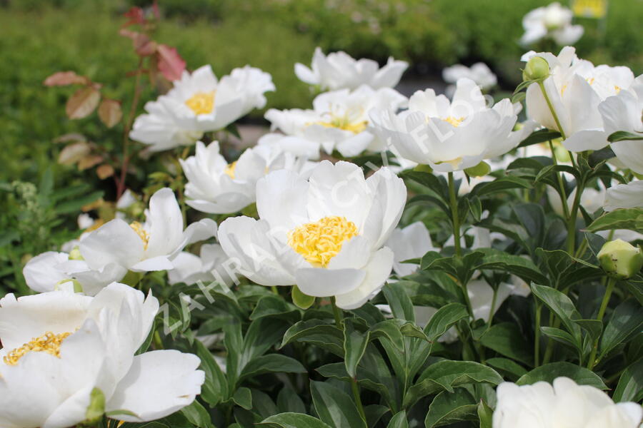 Pivoňka bělokvětá 'Jan van Leeuwen' - Paeonia lactiflora 'Jan van Leeuwen'
