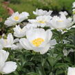 Pivoňka bělokvětá 'Jan van Leeuwen' - Paeonia lactiflora 'Jan van Leeuwen'