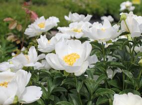 Pivoňka bělokvětá 'Jan van Leeuwen' - Paeonia lactiflora 'Jan van Leeuwen'
