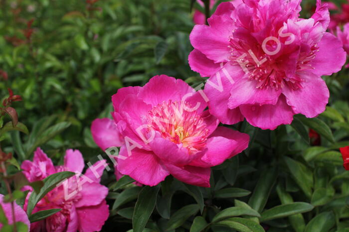 Pivoňka bělokvětá 'Sebastiaan Maas' - Paeonia lactiflora 'Sebastiaan Maas'