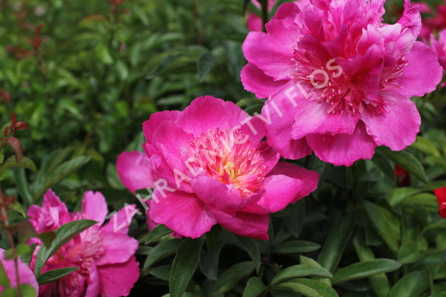 Pivoňka bělokvětá 'Sebastiaan Maas' - Paeonia lactiflora 'Sebastiaan Maas'