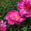Pivoňka bělokvětá 'Sebastiaan Maas' - Paeonia lactiflora 'Sebastiaan Maas'