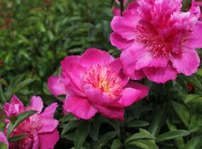 Pivoňka bělokvětá 'Sebastiaan Maas' - Paeonia lactiflora 'Sebastiaan Maas'