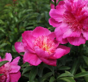 Pivoňka bělokvětá 'Sebastiaan Maas' - Paeonia lactiflora 'Sebastiaan Maas'
