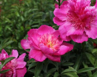 Pivoňka bělokvětá 'Sebastiaan Maas'