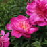 Paeonia lactiflora 'Sebastiaan Maas'.JPG