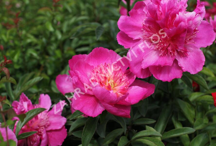 Pivoňka bělokvětá 'Sebastiaan Maas' - Paeonia lactiflora 'Sebastiaan Maas'