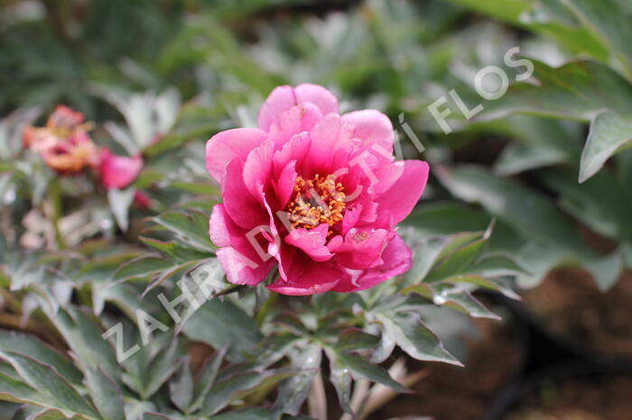 Pivoňka  Itoh-hybrid 'Pink Ardour' - Paeonia Itoh-hybrid 'Pink Ardour'