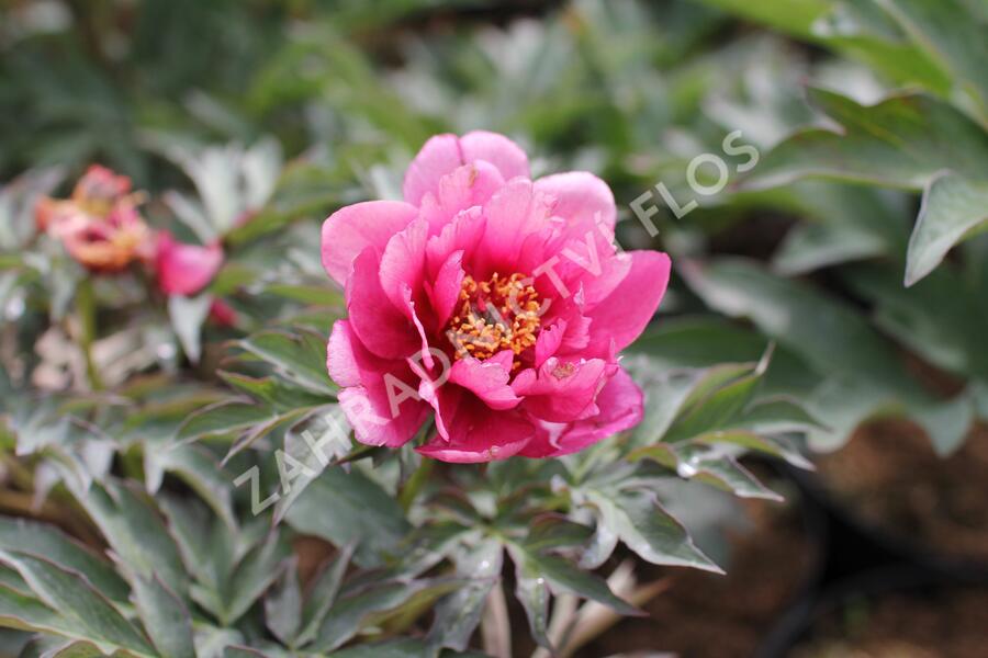 Pivoňka  Itoh-hybrid 'Pink Ardour' - Paeonia Itoh-hybrid 'Pink Ardour'