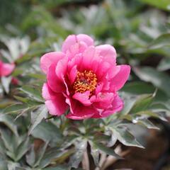 Pivoňka  Itoh-hybrid 'Pink Ardour' - Paeonia Itoh-hybrid 'Pink Ardour'