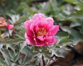 Pivoňka Itoh-hybrid 'Pink Ardour'