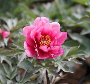Pivoňka  Itoh-hybrid 'Pink Ardour' - Paeonia Itoh-hybrid 'Pink Ardour'