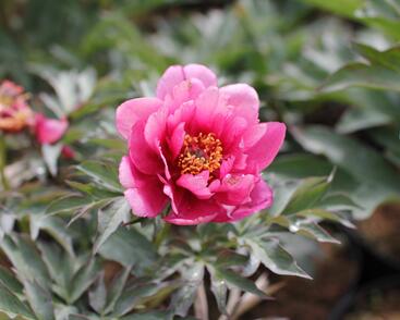 Pivoňka Itoh-hybrid 'Pink Ardour'