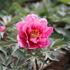 Paeonia Itoh-hybrid 'Pink Ardour'.JPG