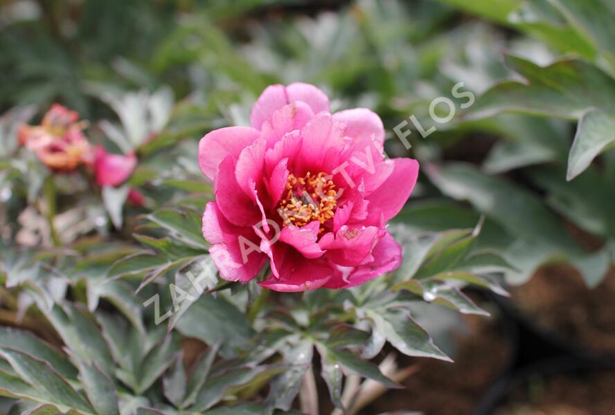 Pivoňka Itoh-hybrid 'Pink Ardour' - Paeonia Itoh-hybrid 'Pink Ardour'