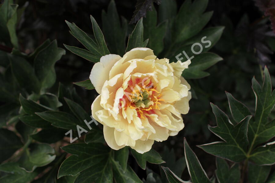 Pivoňka Itoh-hybrid 'Canary Brilliants' - Paeonia Itoh-hybrid 'Canary Brilliants'
