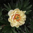 Pivoňka Itoh-hybrid 'Canary Brilliants' - Paeonia Itoh-hybrid 'Canary Brilliants'