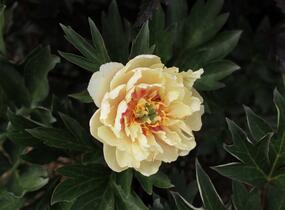 Pivoňka Itoh-hybrid 'Canary Brilliants' - Paeonia Itoh-hybrid 'Canary Brilliants'