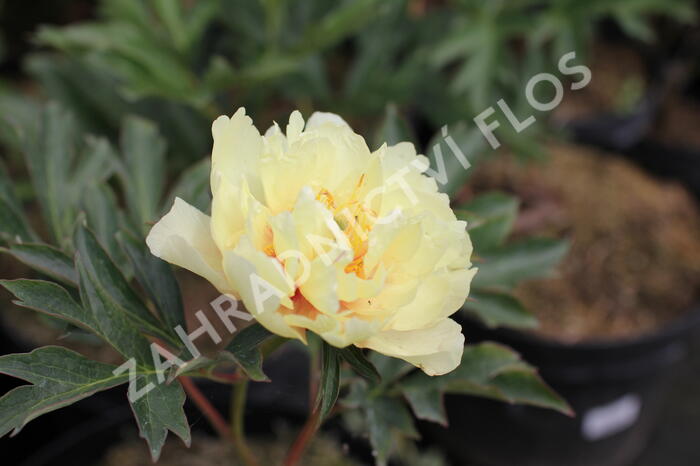 Pivoňka Itoh-hybrid 'Canary Brilliants' - Paeonia Itoh-hybrid 'Canary Brilliants'
