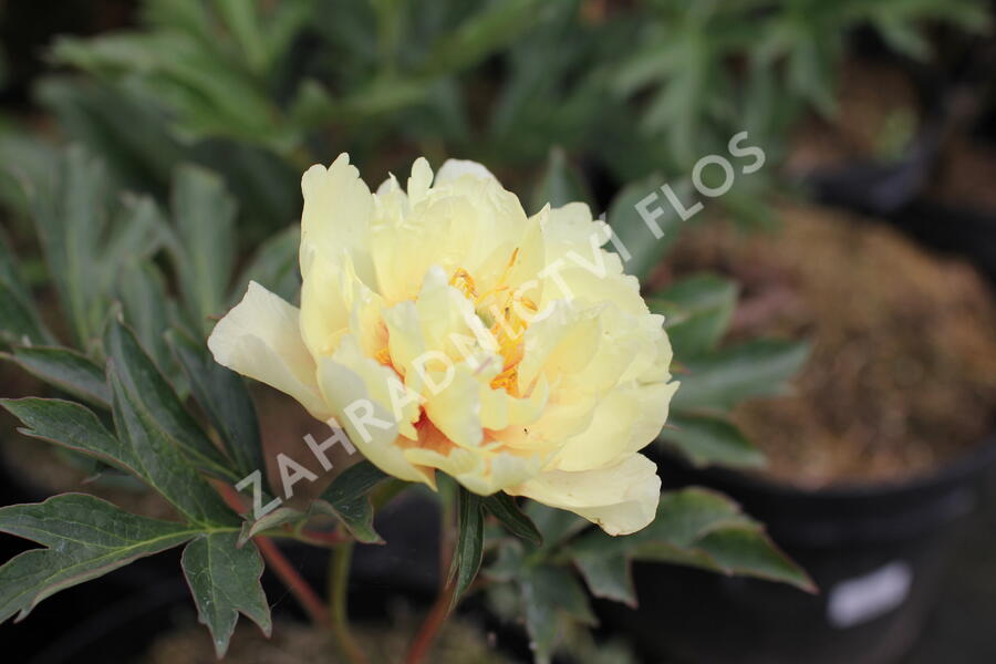 Pivoňka Itoh-hybrid 'Canary Brilliants' - Paeonia Itoh-hybrid 'Canary Brilliants'