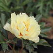 Pivoňka Itoh-hybrid 'Canary Brilliants' - Paeonia Itoh-hybrid 'Canary Brilliants'