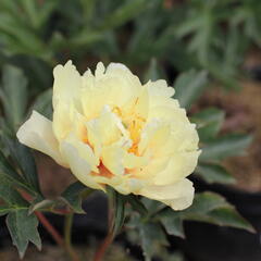 Pivoňka Itoh-hybrid 'Canary Brilliants' - Paeonia Itoh-hybrid 'Canary Brilliants'