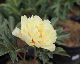Pivoňka Itoh-hybrid 'Canary Brilliants'