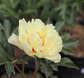 Pivoňka Itoh-hybrid 'Canary Brilliants' - Paeonia Itoh-hybrid 'Canary Brilliants'